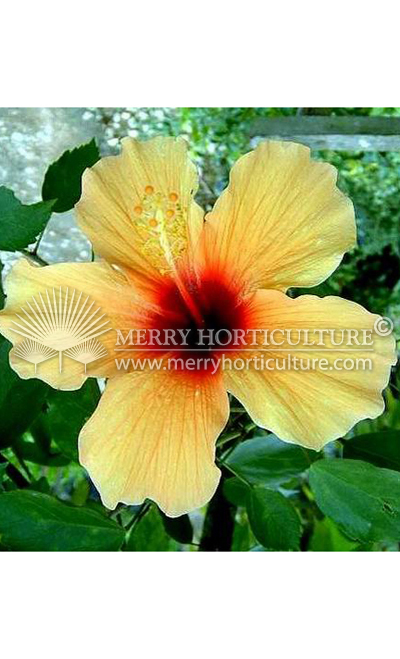 Hibiscus rosa-sinensis 'bangkok'